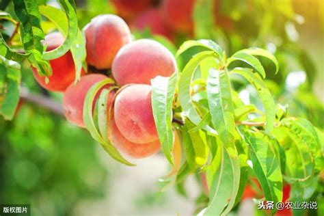 桃樹不開花|為什麼您的桃樹不開花：針對Prunus persica的故障排除建議